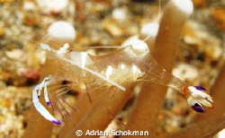 Mummy Shrimp to end the Year.... Manado using Olympus E-330 by Adrian Schokman 